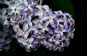 Flower Without Plant