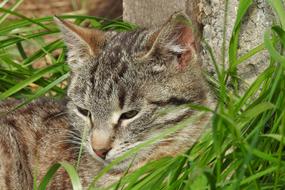 Animals Nature Charming A