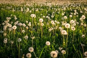 Dandelion Blossom Bloom