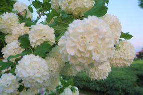 Gulcicek Nature Flower
