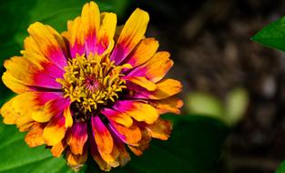 Flower Plant Nature