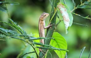 Nature Animal Wildlife