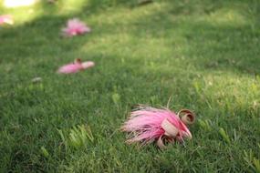 Lawn Nature