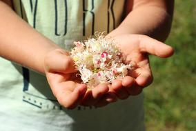 Flower Chestnut Flowering May