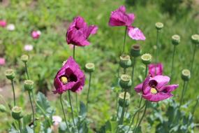 pink poppy field green
