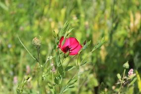 Flower Plant