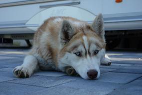 Husky Red Blue Eye Woke
