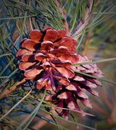a brown cone on a branch