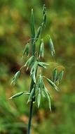 Oats Cereals Spike