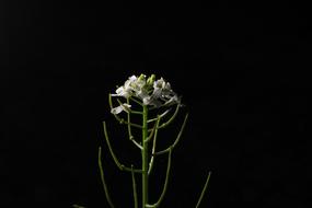 flower on a black background