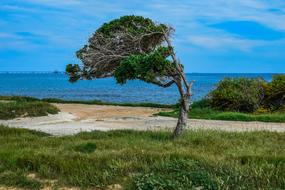 Nature Landscape Tree