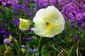 Flower Pansy White