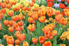 Tulip Flowers Nature Spring