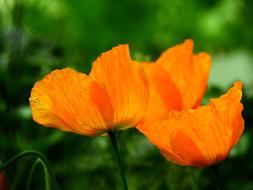 Klatschmohn Orange Backlighting