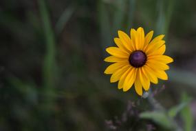 Nature Flora Flower