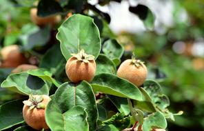 Quince Fruits Quittenbaum Pome