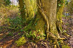 Tree-Trunk Tree-Root Tree