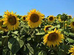 Flora Sunflower Nature