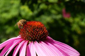 Bee Tigist Pollen