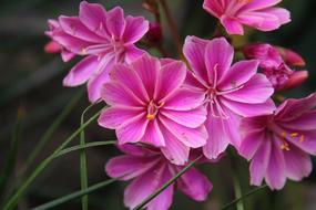 Flower Nature Plant
