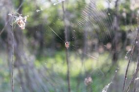 Nature macro blur garden