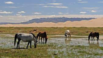 Mongolia Horses Landscape Sand