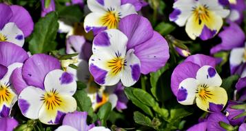 Pansy Flower Spring Close