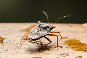 Macro Stink Bug