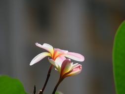 Flower Nature Plant