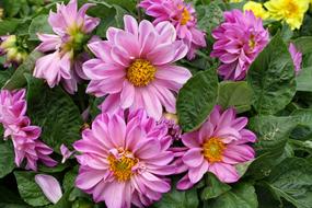 Flower Nature Garden
