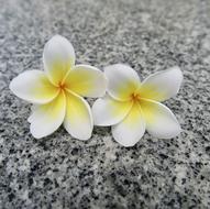 Flower Nature Plant