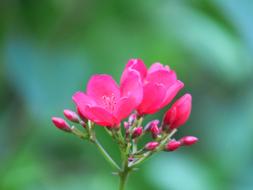 Flower Nature Plant