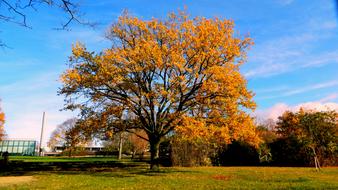 Tree Autumn Park