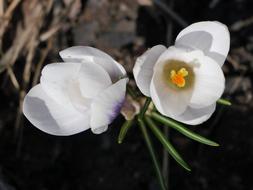 white flower in the ground view