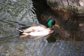 The Birds Duck Water Bodies