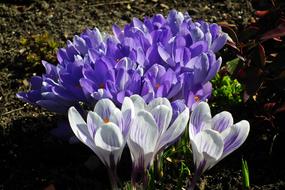 Flower Crocus Nature