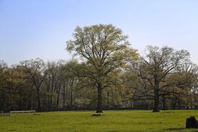 Tree Nature Landscape