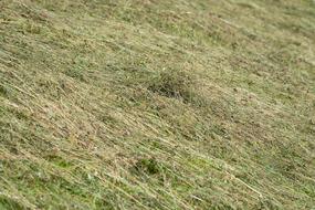 Hay Agricultural Land Turns Into