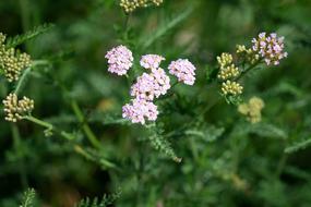 Plant Flowers Pink Small