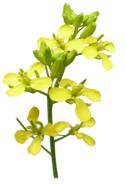 Flower Mustard Plant