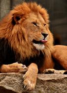 Lion Predator Dangerous