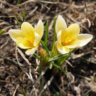 Nature Plant Flower