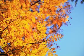 Autumn Leaf Season