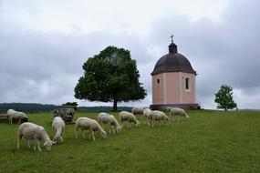 a big tower of sheep on the green grass