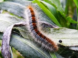 Worm Beautiful Nature
