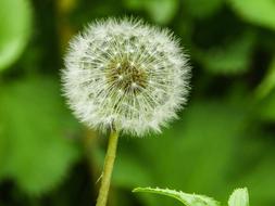 Beautiful Nature Spring