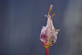 the flower bud is wet