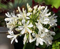 Agapanthus White Blossom