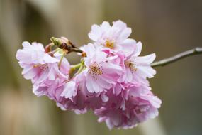 Prunus Flower Nature