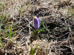 Nature Flower Rostock